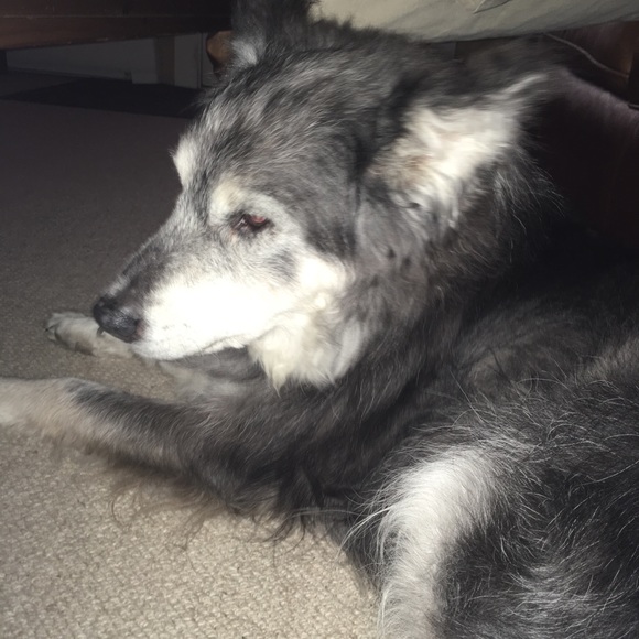 Meet your Posher, Lauren - Picture 5 of 8